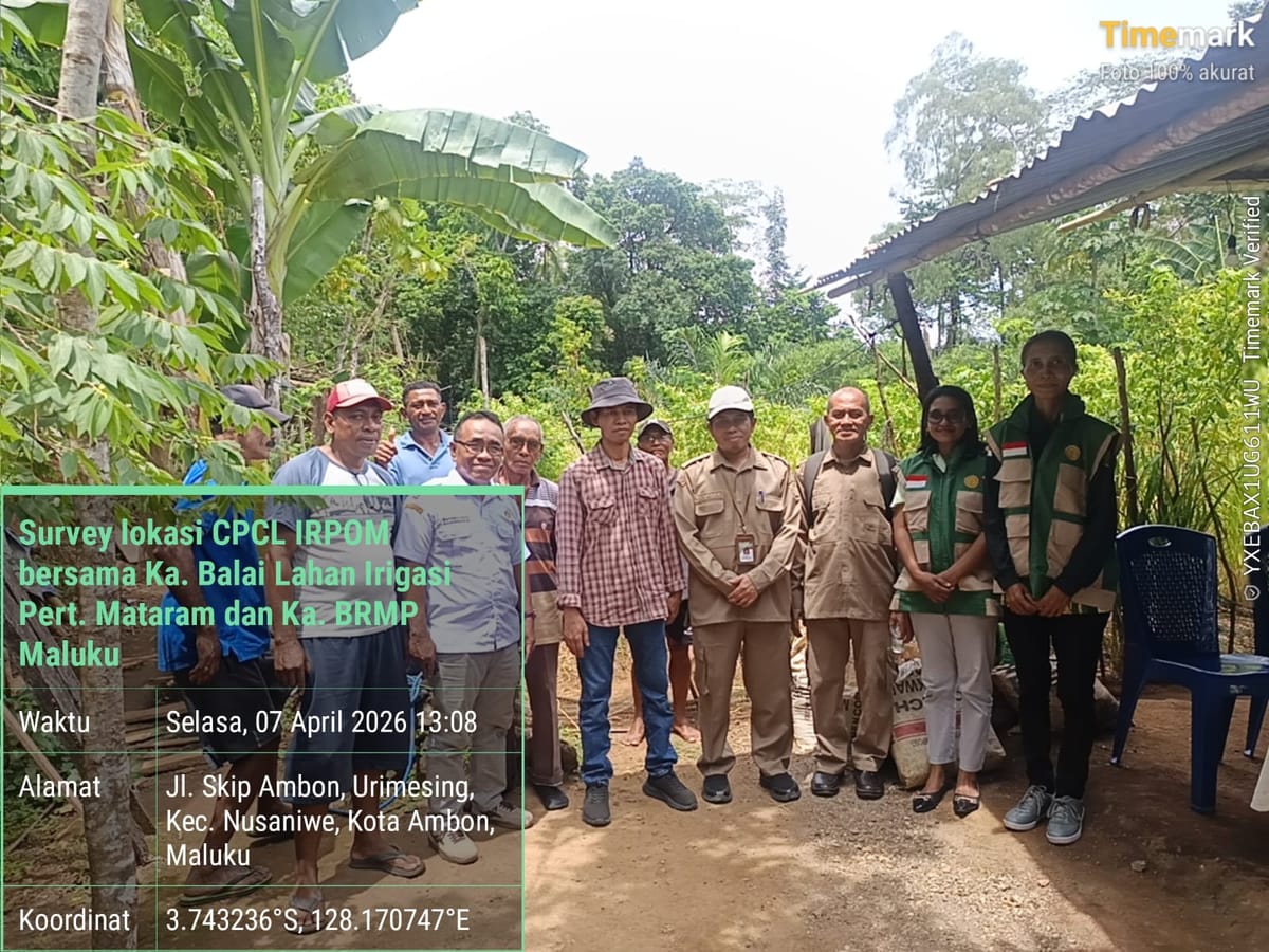 Tumpang Sari Padi Gogo, Petani Ambon, Menggugah Kementrian Pertanian Kepala  Balai Irigasi Mataram Tinjau Lahan