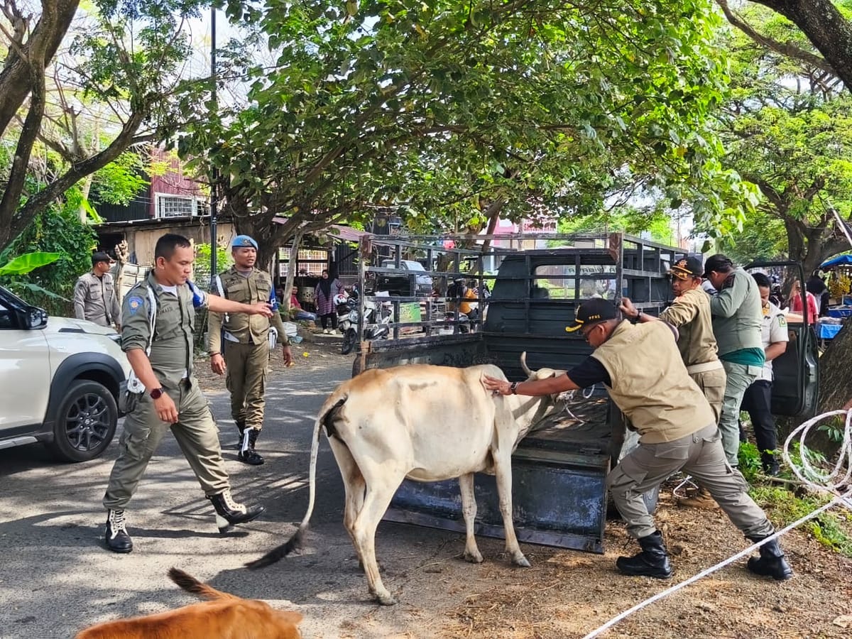 Satpol PP dan WH Aceh Besar Amankan Lima Sapi Berkeliaran di Kawasan Pagar Air