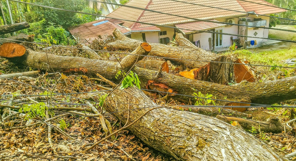 Empat Pohon Mahoni di Kelok Macan Sawahlunto Ditebang, Warga Soroti Dugaan Pelanggaran dan Ancaman Longsor
