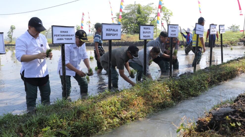 Tahun Ini Pemkab Ngawi Targetkan 169 Ribu Hektar Panen Padi