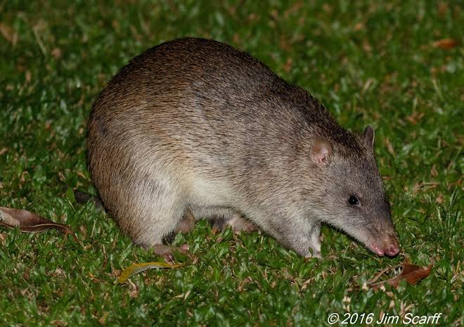 Tikus Jadi Ancaman, Diskes Depok Ingatkan Warga Waspadai Penyebaran Hantavirus