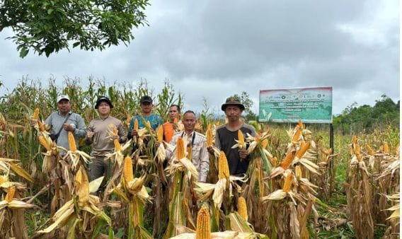 Ketahanan Pangan dari Perbatasan, Polsek Badau Berhasil Panen Raya Jagung