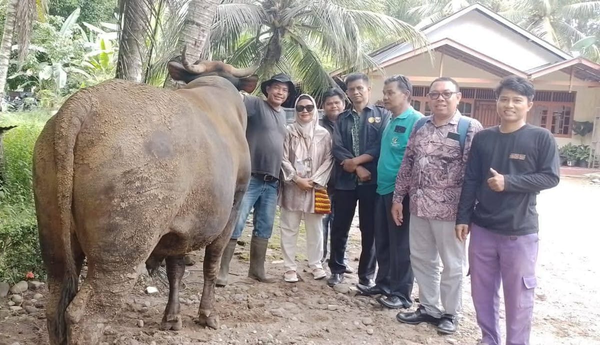 Sapi Kurban Bantuan Presiden Prabowo untuk Kabupaten Padang Pariaman akan Disembelih di Masjid Ilham, Nagari Kuranji Hulu