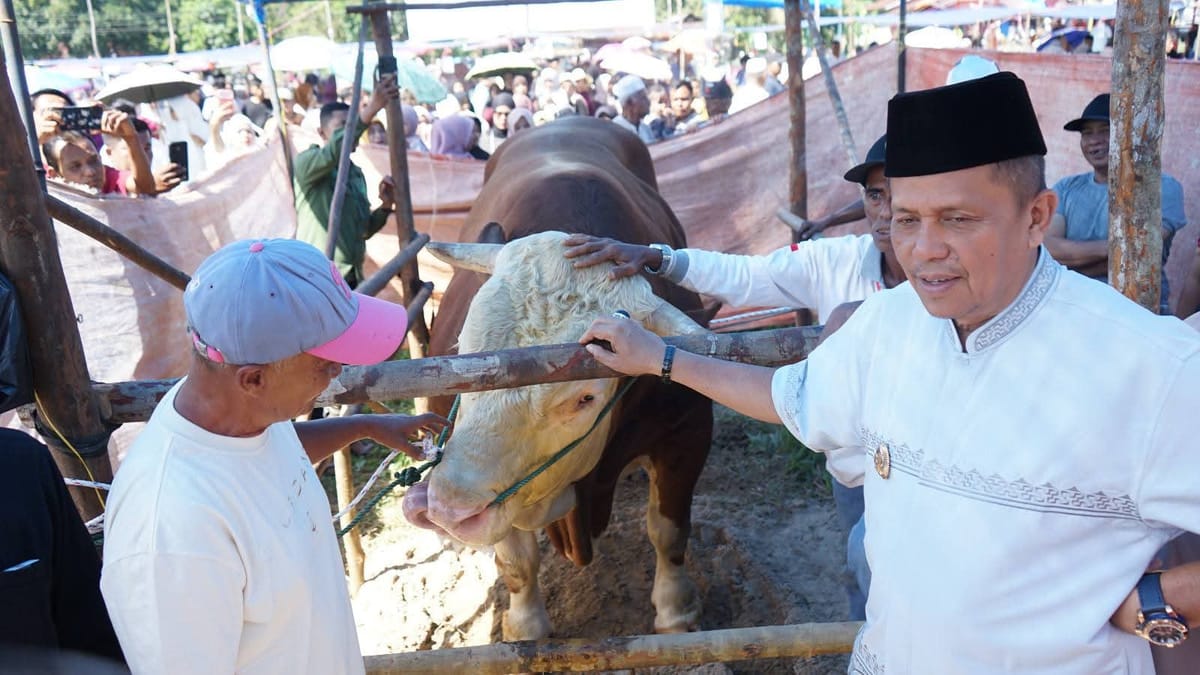 Wali Kota Zulmaeta Apresiasi Bantuan Sapi Kurban Berbobot 1,2 Ton dari Presiden untuk Warga Payakumbuh