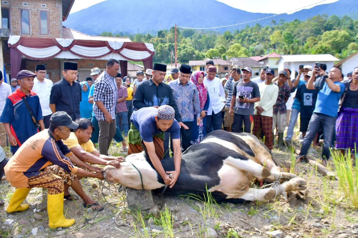 Bupati Agam Hadiri Penyerahan dan Penyembelihan Hewan Kurban Bantuan Presiden di Malalak