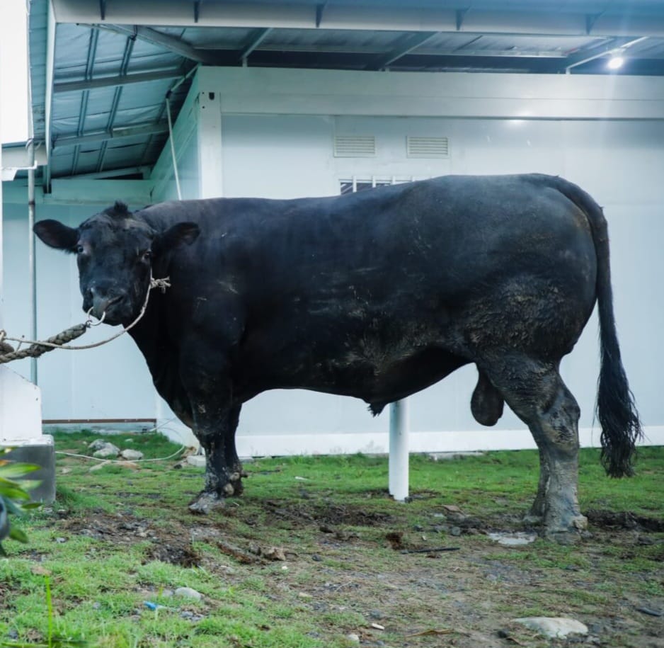 Sapi Angos Seberat 906 kg untuk Masyarakat Terdampak Bencana Tanah Gerak di Huntara