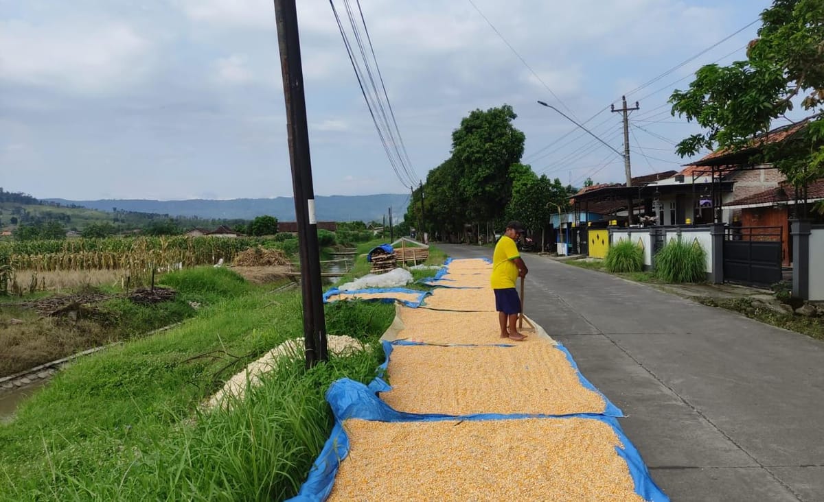 Panen Melimpah Harga Cerah, Petani Jagung Kendal Masih Dihantui Masalah Pupuk Subsidi