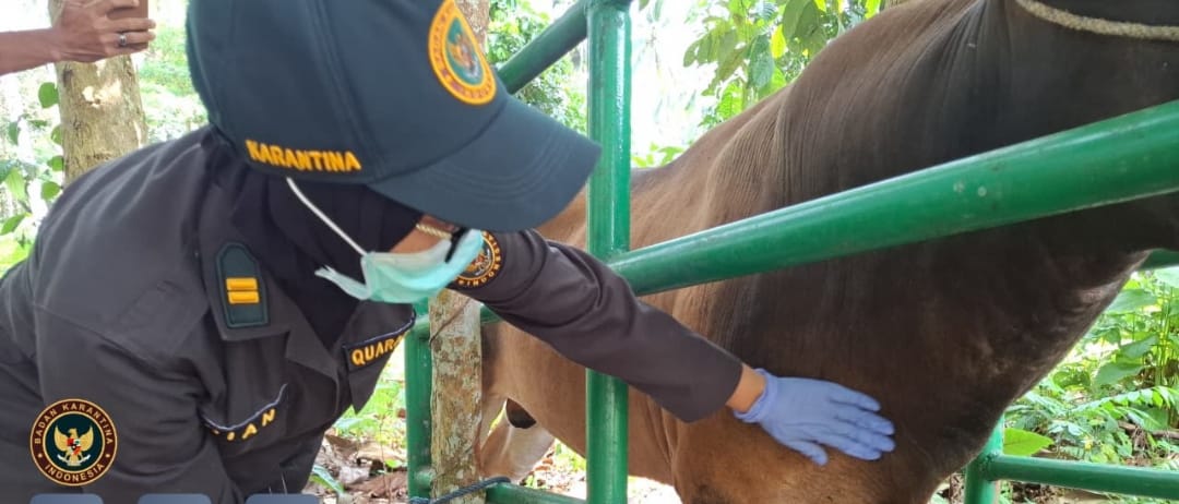 Karantina Maluku Utara Tingkatkan Pemeriksaan Sapi Yang Akan Dilalulintaskan Maupun Untuk Qurban