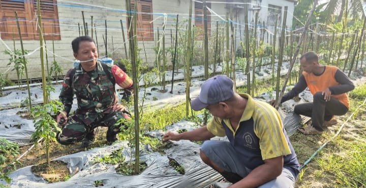 Wujud Kepedulian TNI, Babinsa Bantu Perawatan Tanaman Cabe Milik Warga