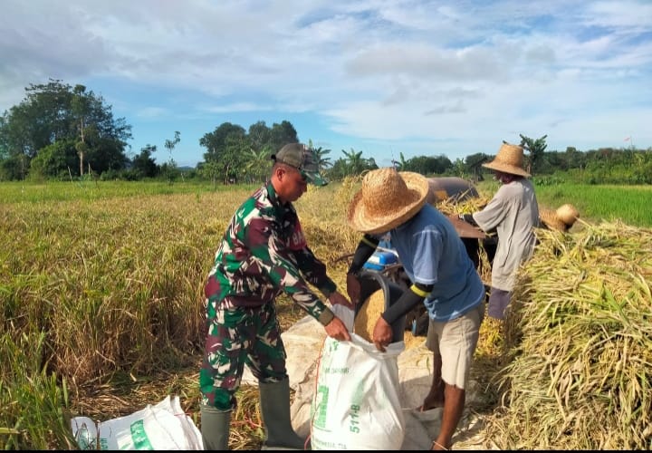 Babinsa Turun ke Sawah, Bantu Petani Panen Padi di Limpasu