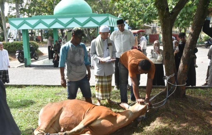 Idul Adha 1447 H, Dandim 1002/HST Salurkan Dua Sapi dan Dua Domba Kurban