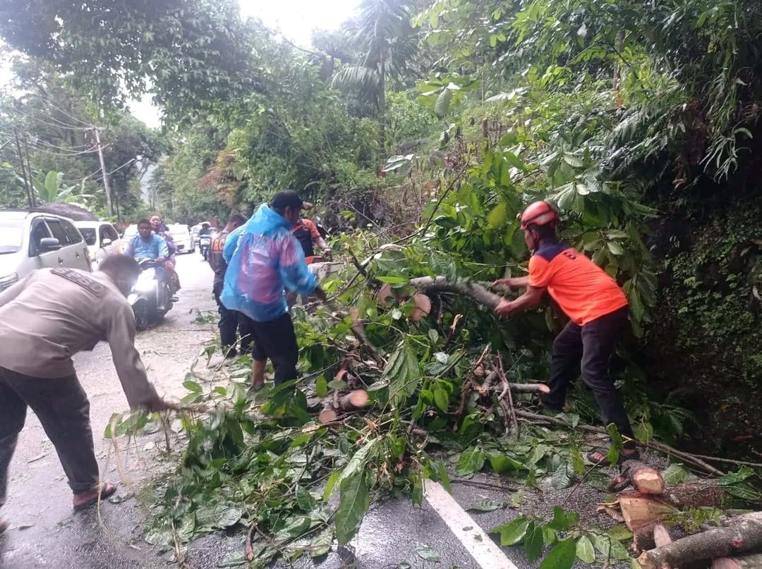 Hujan Disertai Angin Kencang, Pohon Tumbang Putus Akses Padang–Painan