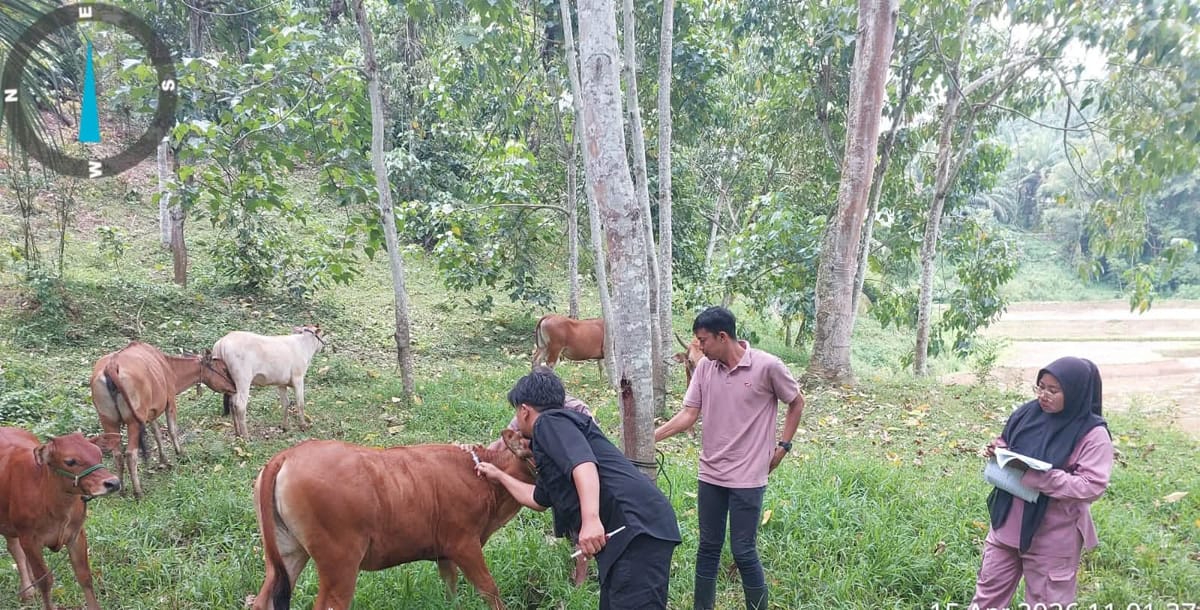 Pemko Sawahlunto Kebut Vaksinasi Penyakit Mulut dan Kuku