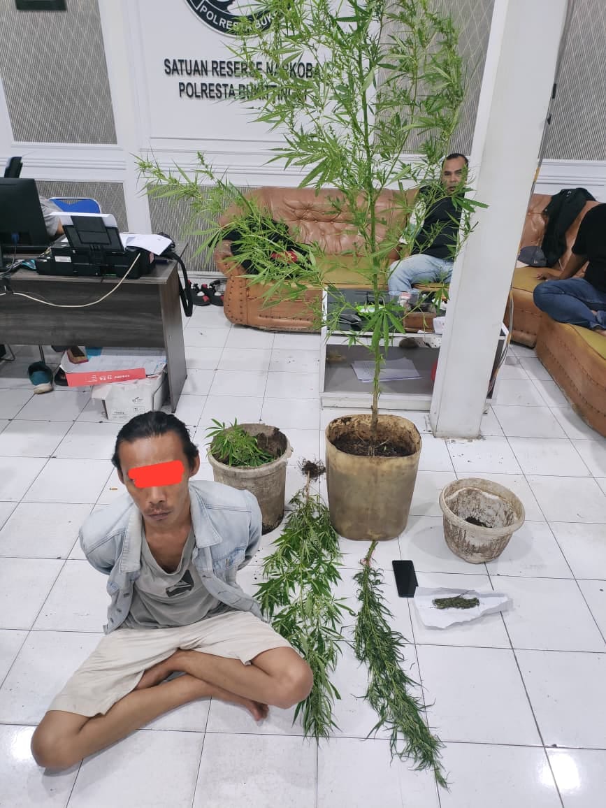 Polresta Bukittinggi Tangkap Pria Penanam Ganja di Agam, Delapan Bibit Disita