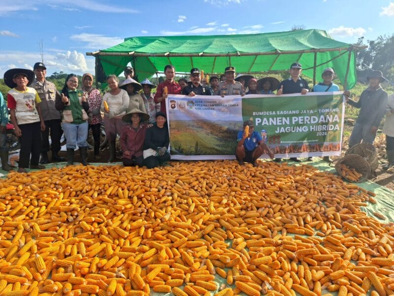 Feature :  Dari Ladang Desa hingga Gudang Bulog, Jagung Menjadi Simbol Ketahanan Pangan di Kalbar