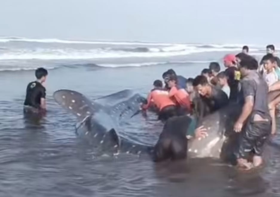 Unsoed Terjunkan Tim Ahli, Selidiki Fenomena Hiu Paus Terdampar Beruntun di Pesisir Cilacap
