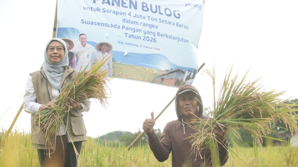 BULOG Catat Rekor Serapan 3 Juta Ton Gabah dan Beras, Jawa Tengah Sumbang 237 Ribu Ton