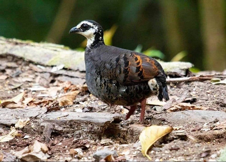 Puyuh Gonggong Biasa, Burung yang Hanya Ada di Hyang Argopuro, Pegunungan Ijen, dan Meru Betiri