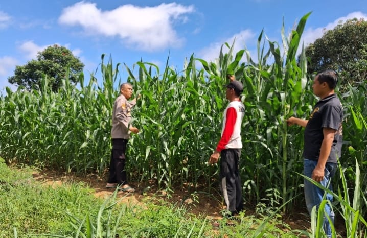 Polsek Pugaan Cek Perkembangan Jagung Hibrida, Tanaman Mulai Berbunga