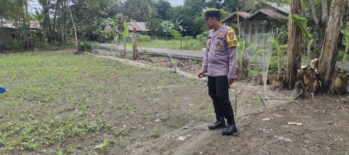Dukung Swasembada Pangan, Polsek Banua Lawas Monitoring Tanaman Jagung