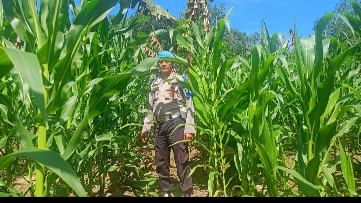 Polres Tabalong Intensif Pantau Pertumbuhan Jagung Pakan Dukung Ketahanan Pangan