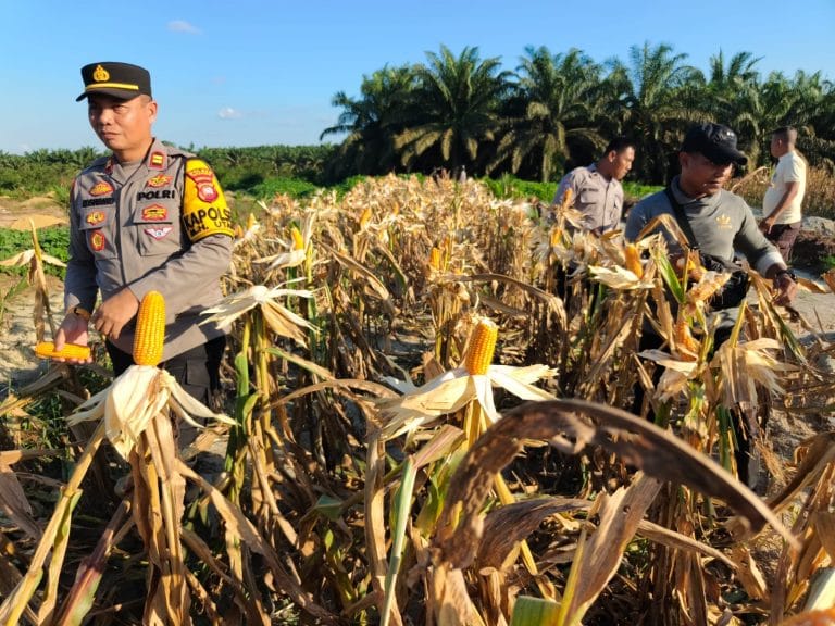 Polri Panen Jagung 6,4 Ton per Hektare di Ketapang