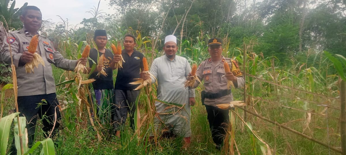 Panen Perdana Jagung di kecamatan Sebangki Landak Tembus 2 Ton