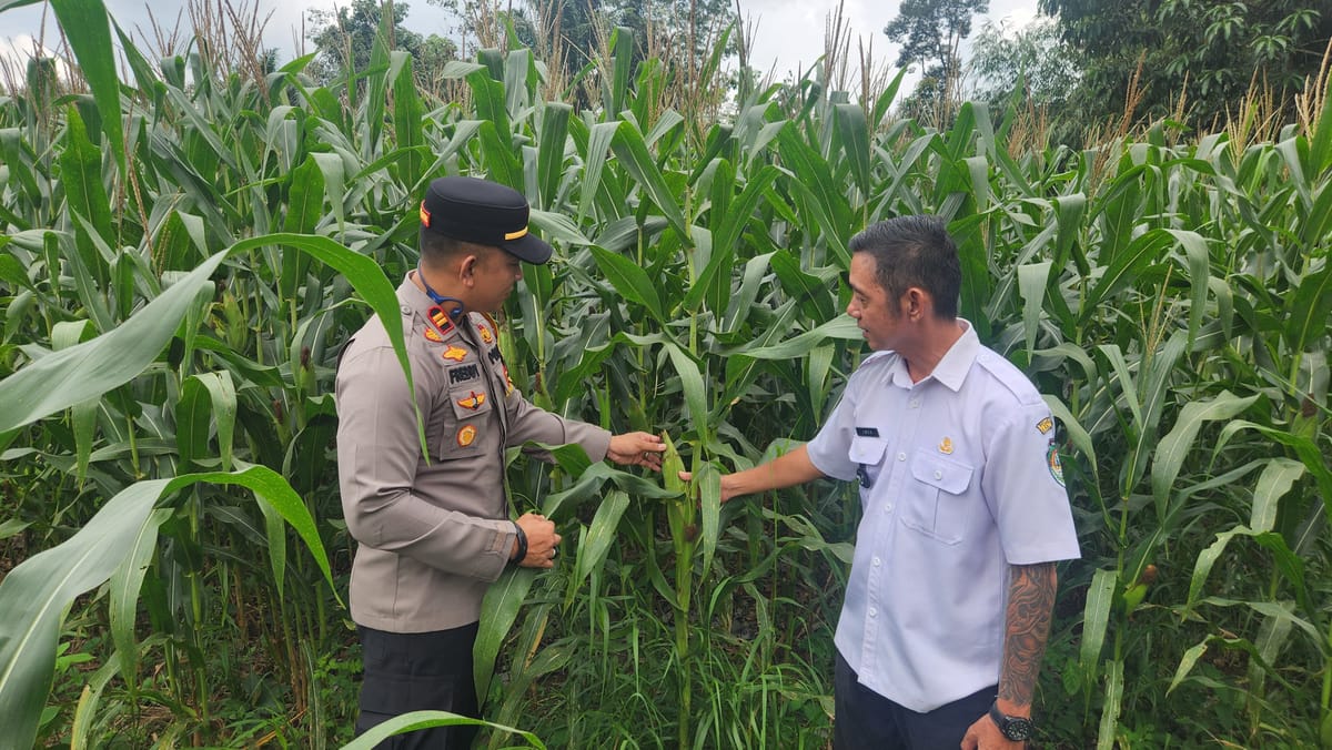 Menjaga dan Menanti Harapan dari Lahan Jagung di Pedalaman Landak