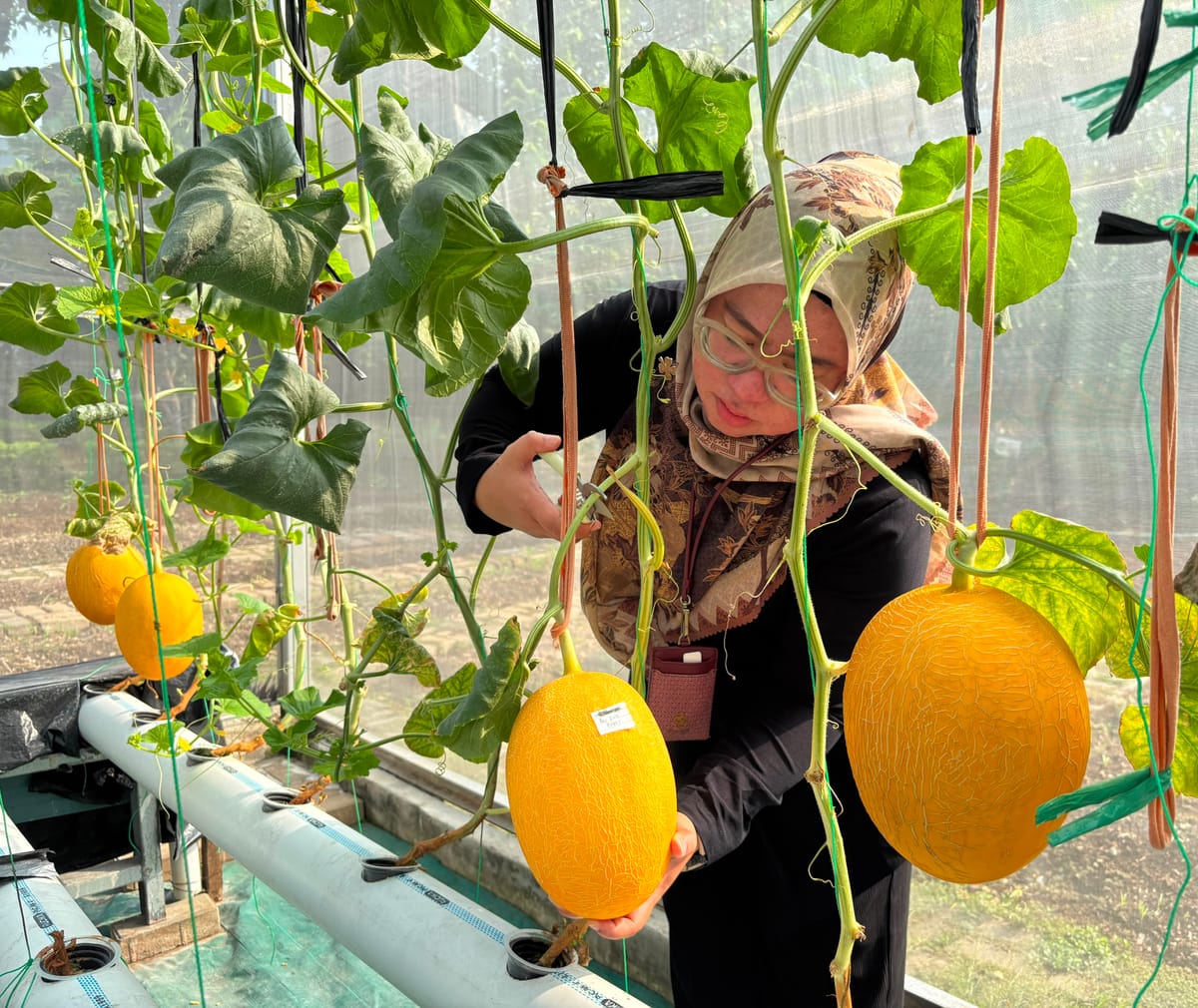 Menepis Dahaga Kemarau Jakarta : Serunya Sensasi Petik Melon Premium di Kebun Kota