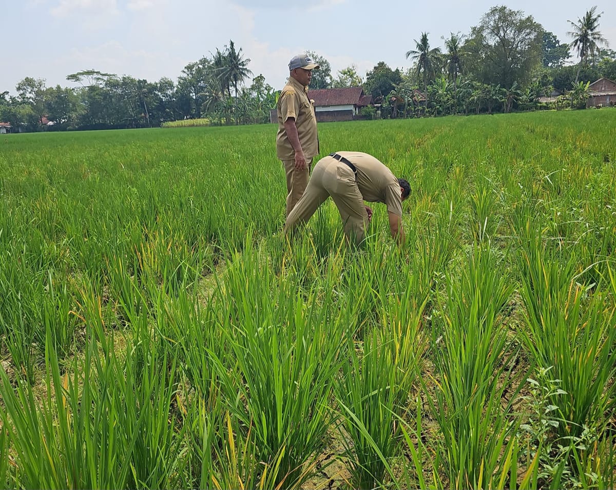 Saat Hujan Tak Lagi Datang, Petani Banyumas Berpacu Melawan Kekeringan