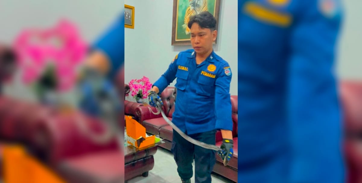 Ular Kobra Masuk Kantor Pengacara, Damkar Depok Sigap Lakukan Evakuasi