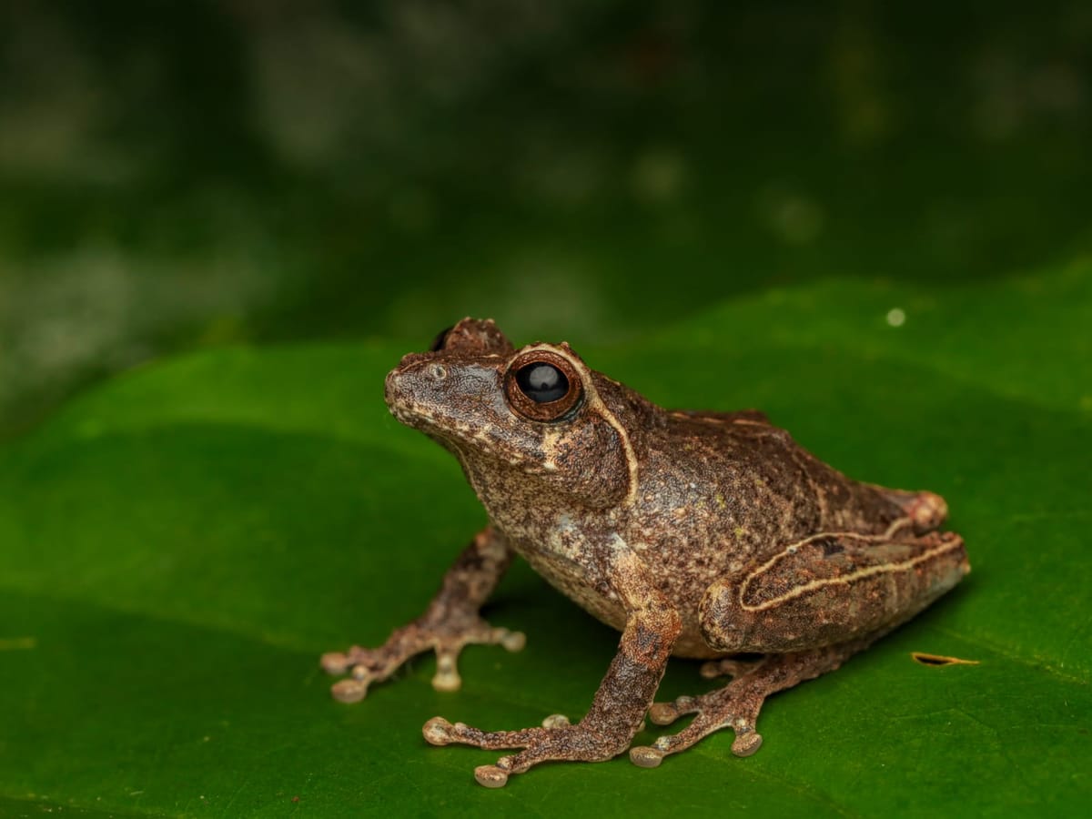 Philautus candrageni Katak Semak Endemik Jawa dari Lereng Merapi
