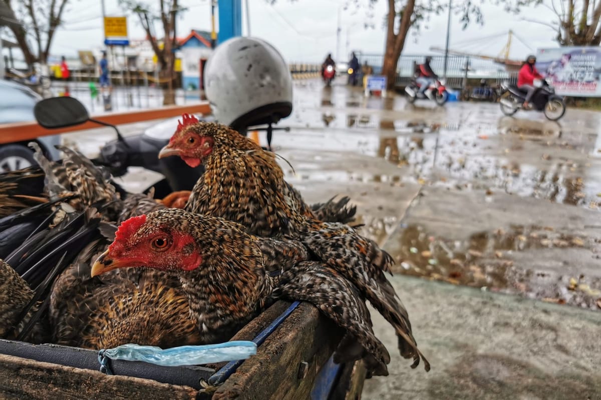 Tingginya Pasokan Hewan Ternak ke Kepri Merupakan Tantangan yang Membutuhkan Pengawasan Optimal