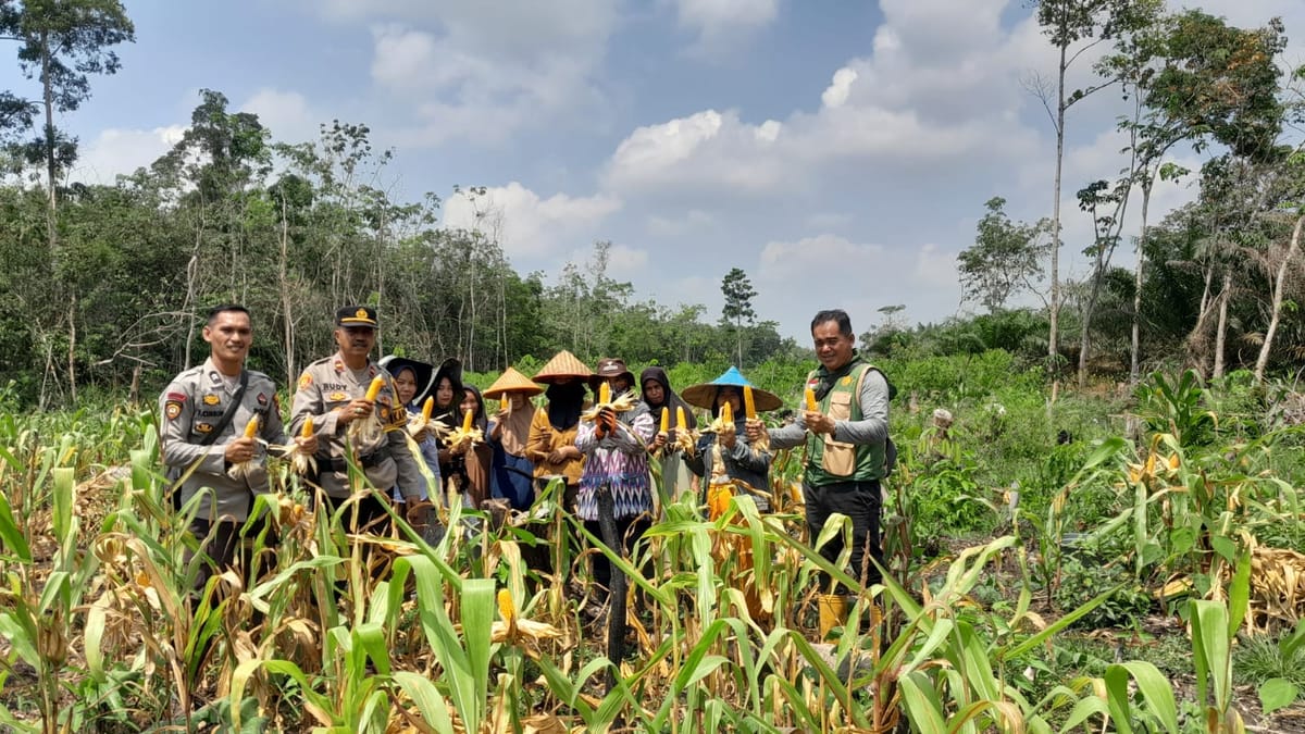 Panen Perdana Jagung di Landak, Kisah Syamsiah dan Harapan Baru Ketahanan Pangan dari Desa
