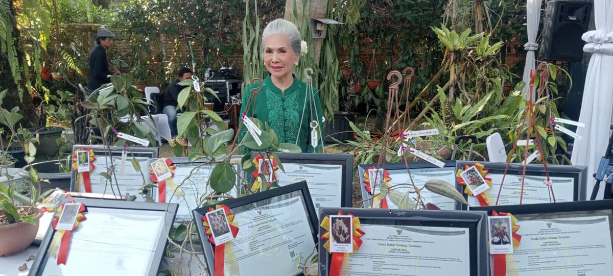 Nenek 72 Tahun di Sleman Raih Sertifikat Varietas Tanaman Hoya