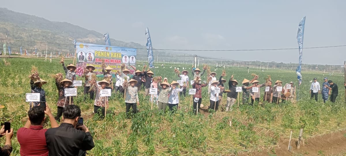 Mewakili Menteri Pertanian, Staf Khusus Mentan Panen Raya Bawang Merah di Bantul