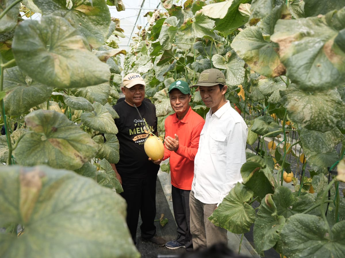 Bupati Sleman Apresiasi Panen Perdana Melon Premium Bumkal Sumberharjo