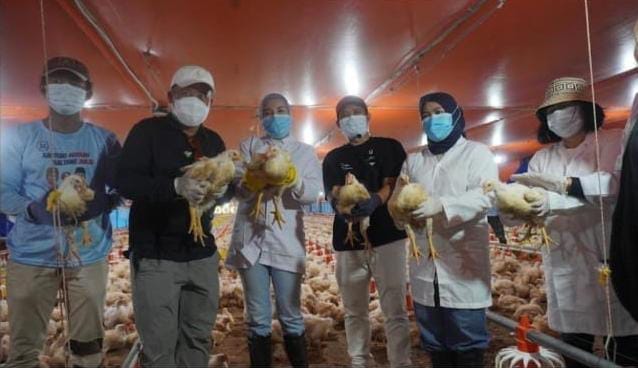 Dari Kandang Modern Lahir Harapan Baru, Panen Ribuan Ayam Broiler Perkuat Ketahanan Pangan Kalteng