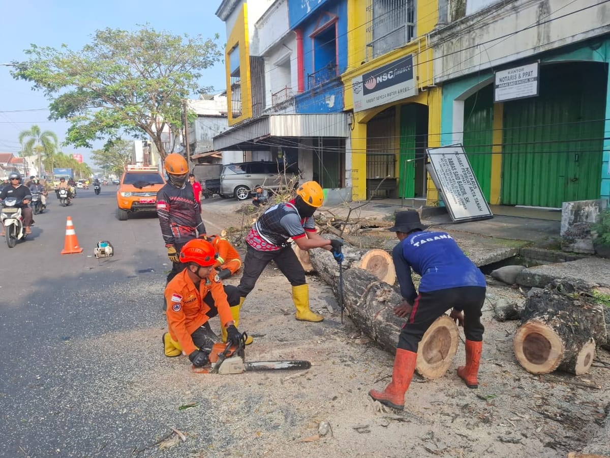 Tim Reaksi Cepat BPBD Jember Bergerak Cepat Lakukan Penanganan Pohon Tumbang Timpa Rumah