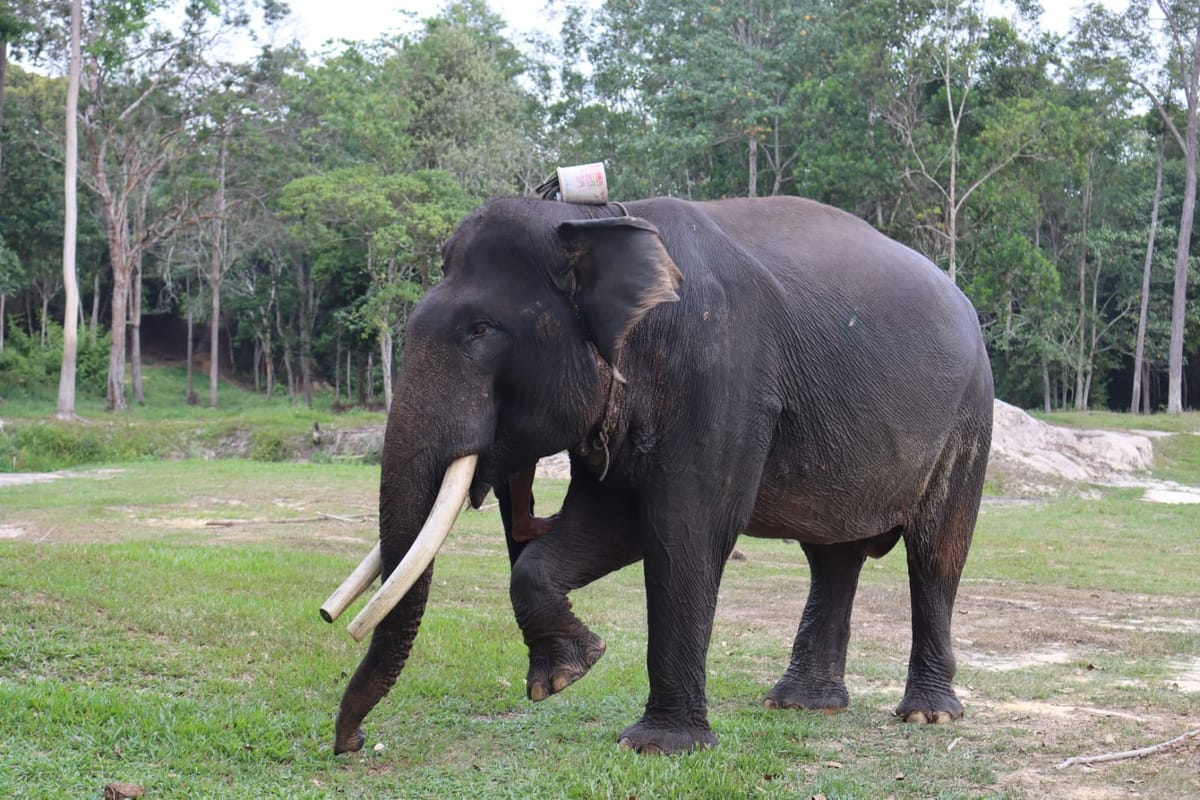 Mengenang Gajah Jovi, 2 Dekade Menjadi Diplomat Perdamaian Penjaga Rimba Riau