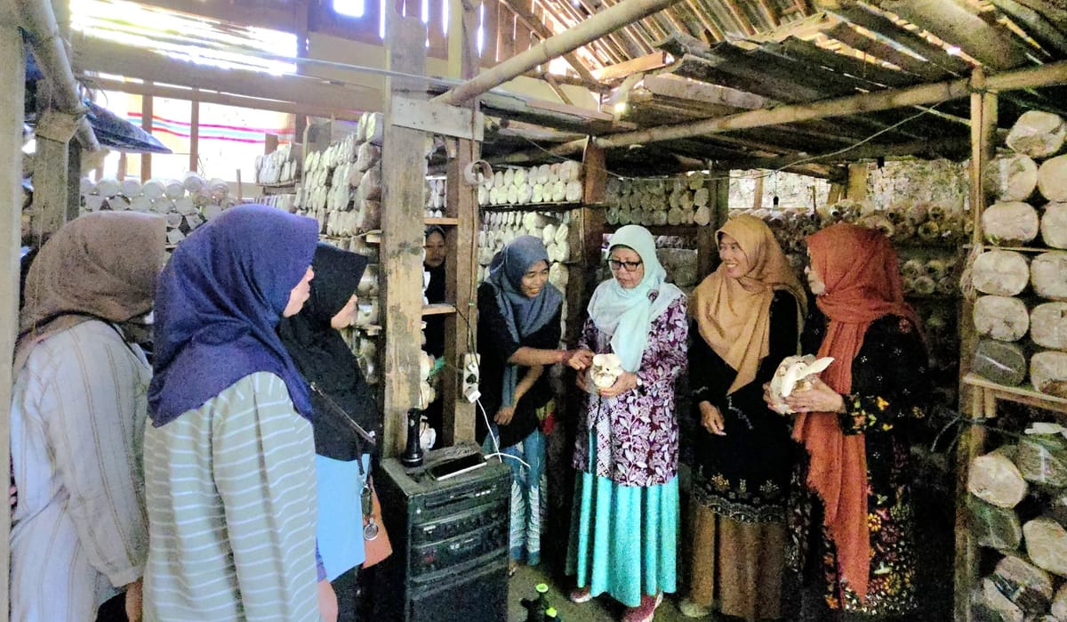 Riset Unsoed Perkuat Agroindustri Jamur Tiram Desa Winduaji dari Hulu hingga Hilir