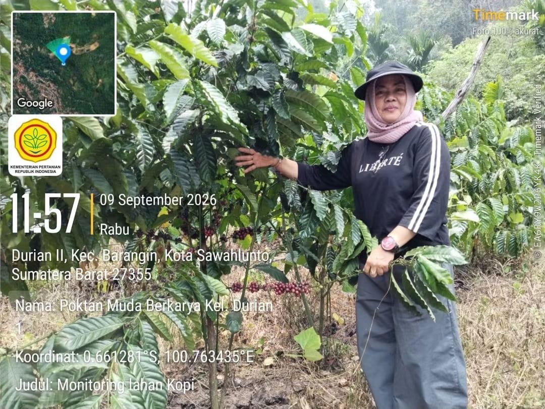 Usai Pelatihan, Pemko Sawahlunto Turun ke Kebun Kopi Pantau Kesiapan Petani