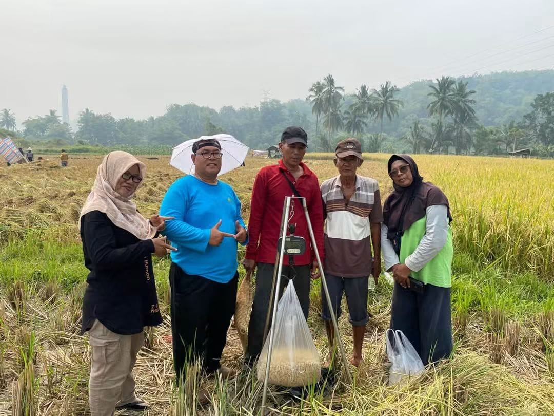 Panen Padi Sawahlunto, Hasil Ubinan BPS di Talawi Hilir Capai 9,088 Ton per Hektare
