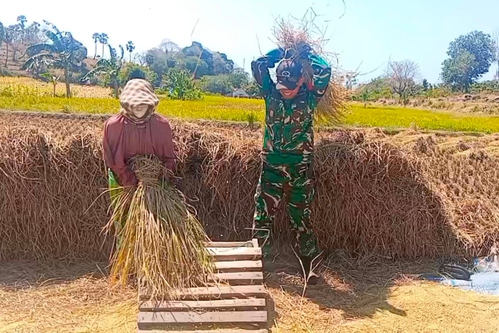 Babinsa Kodim 1425/Jeneponto Turun ke Sawah, Bantu Petani Panen Padi