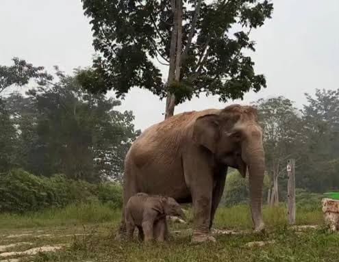 Ketua Komisi IV DPR RI Titiek Soeharto Respon Kelahiran Bayi Gajah Lisa, Beri Nama Ganesha