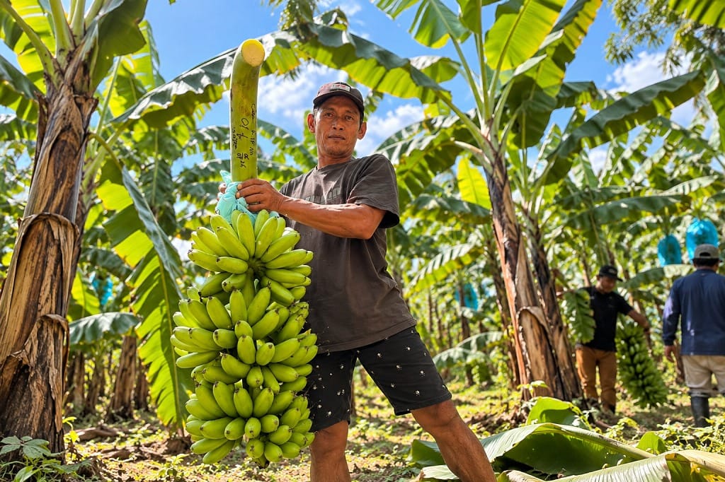 Pasar Singapura jadi Tujuan Pisang Mas Kirana Lumajang