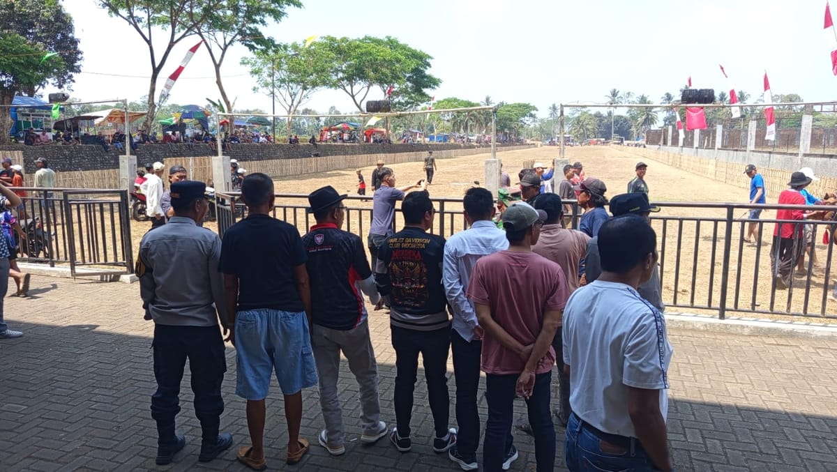 Lestarikan Budaya, 120 Pasang Sapi Ikuti Lomba Karapan Sapi di Jember