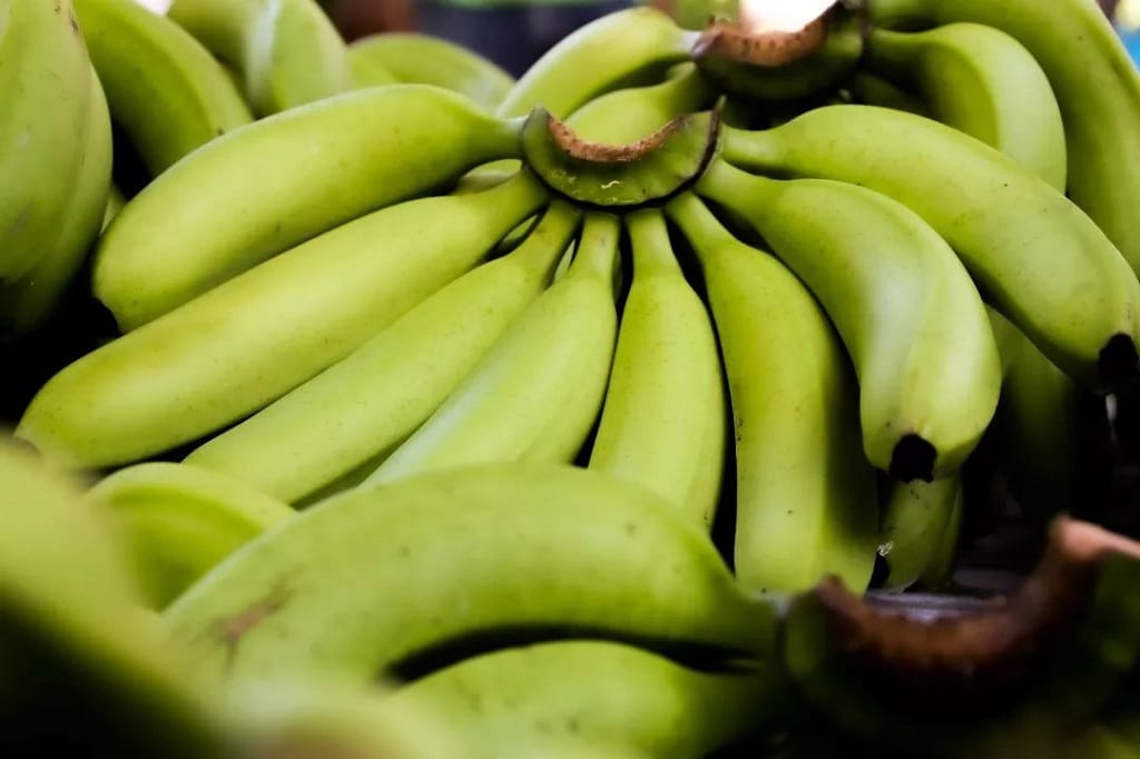 Produktivitas Jadi Perhatian dalam Pengembangan Pisang Cavendish Lumajang