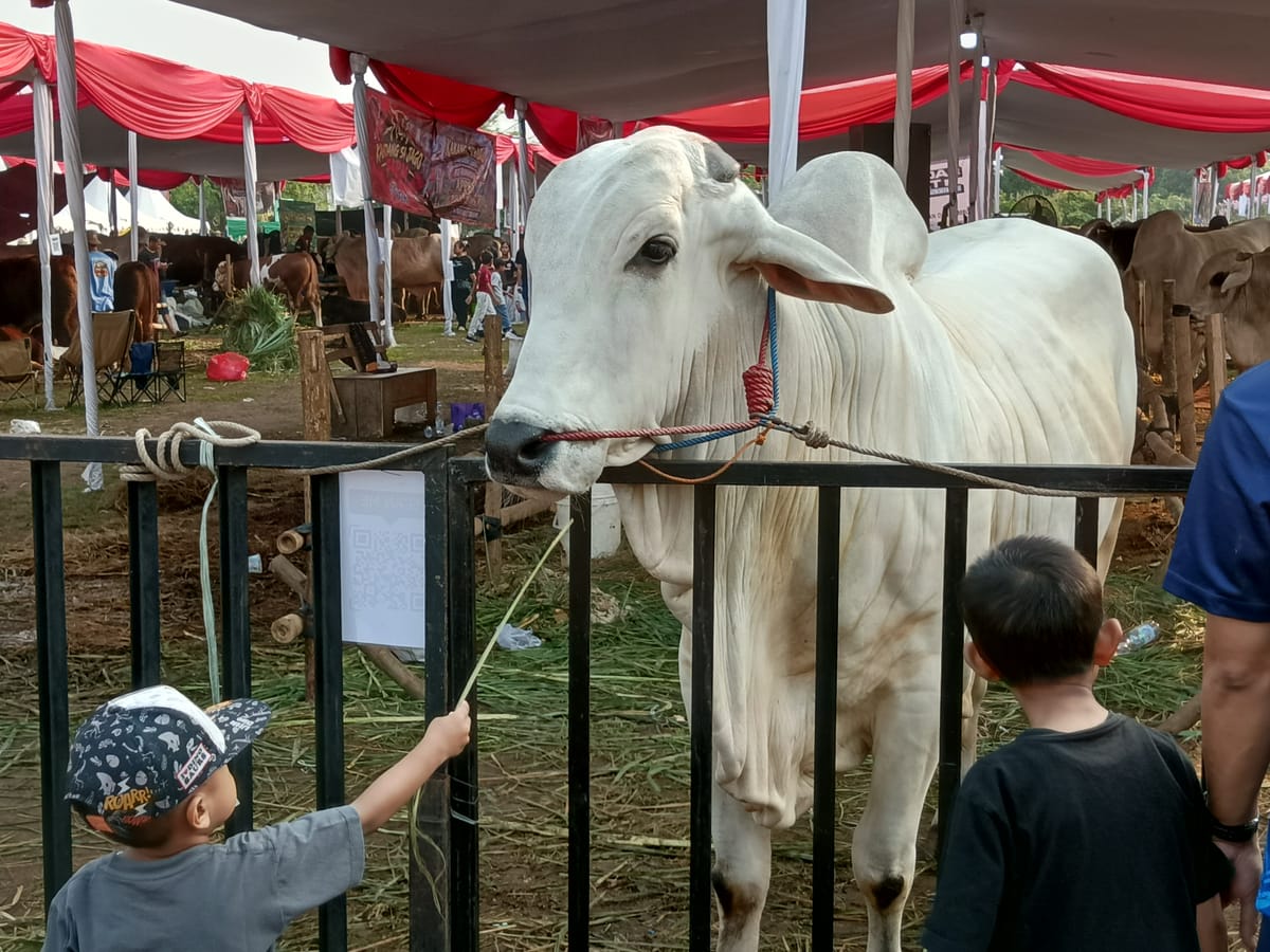 Kontes Sapi Piala Presiden Mendorong Peternakan Sapi Bisa Meningkatkan Kualitas Ternaknya