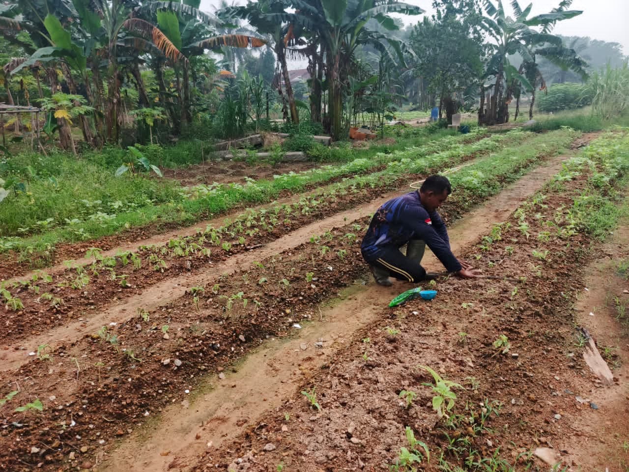 Pangan Lestari dari Pekarangan Markas Brimob Kalbar